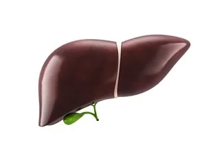 study-indicates-a-connection-between-sociodemographic-characteristics-and-the-recovery-of-liver-transplant-recipients