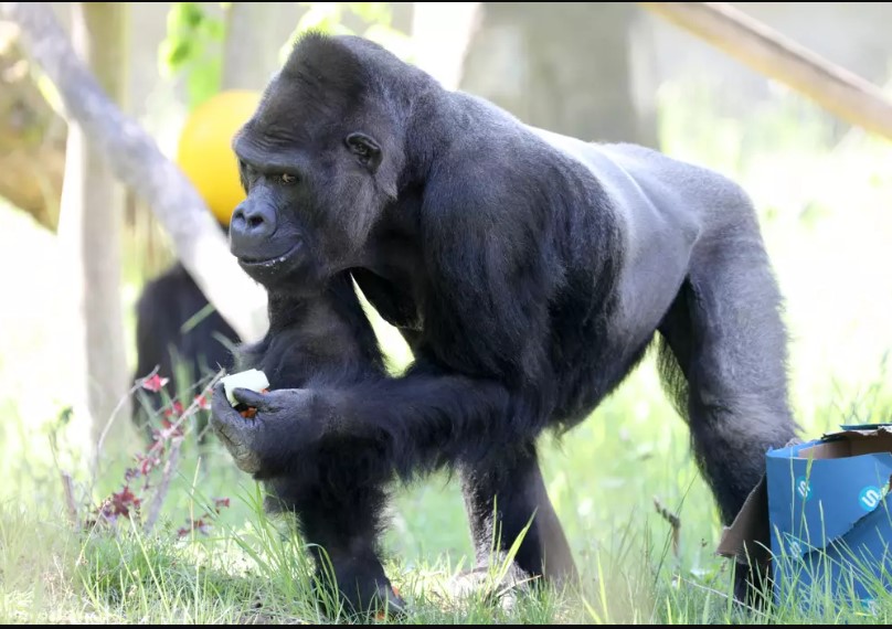 Tyson wanted to confront the gorilla and enter its cage but the zookeeper declined for safety reasons. Image Credit: X