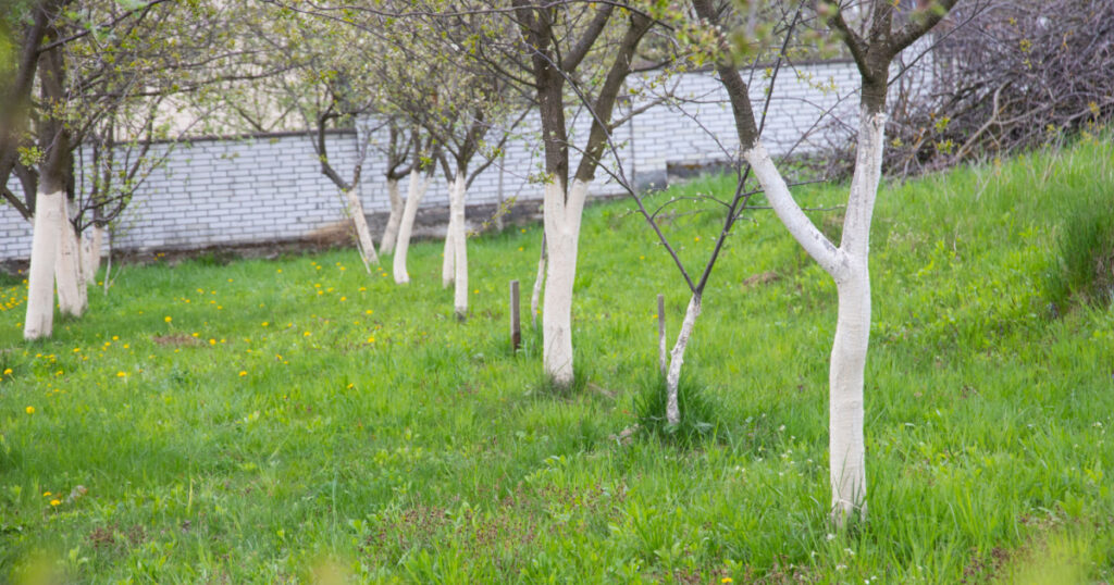 Trees are painted with lime to protect the tree trunk from parasites. Wood protection paint. Garden with fruit trees