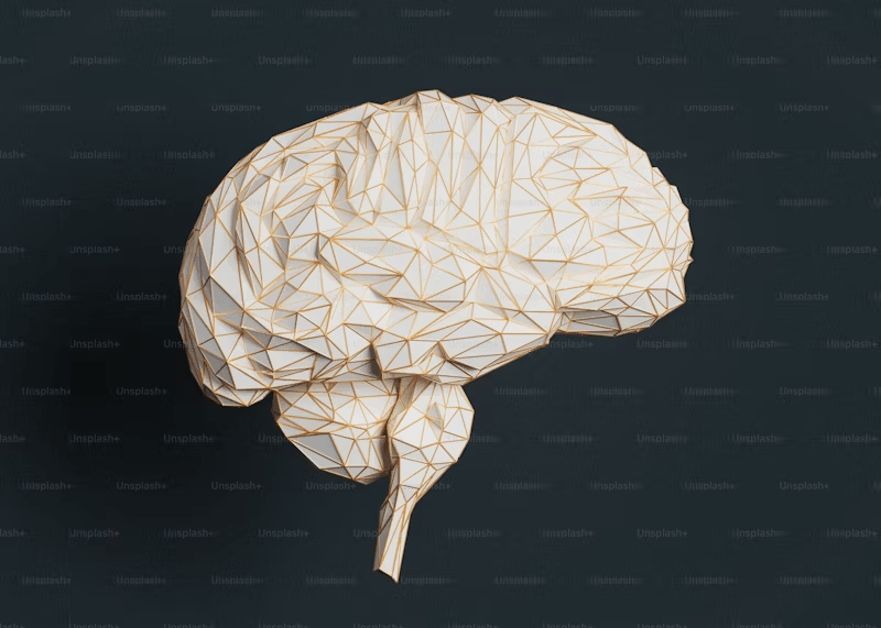 a more rigid, 3D brain